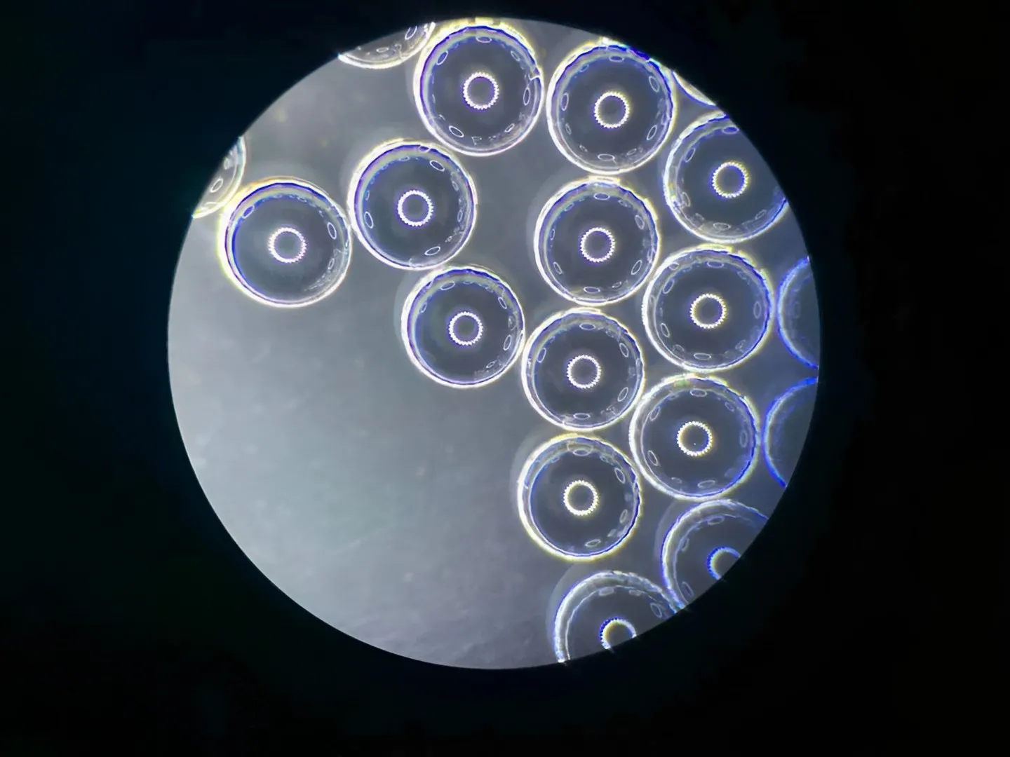 pallolinssi mikroskopiassa